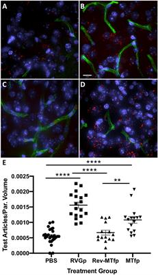 Discovery of a Highly Conserved Peptide in the Iron Transporter Melanotransferrin that Traverses an Intact Blood Brain Barrier and Localizes in Neural Cells